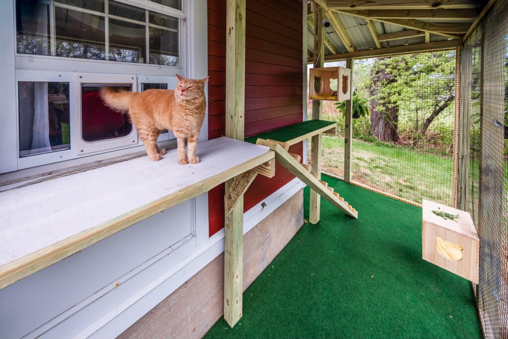 Orange cat standing on a wooden platform inside a custom window-entry catio attached to a red house in Weston, Massachusetts, with ramps, climbing shelves, artificial turf flooring, and a secure mesh enclosure.