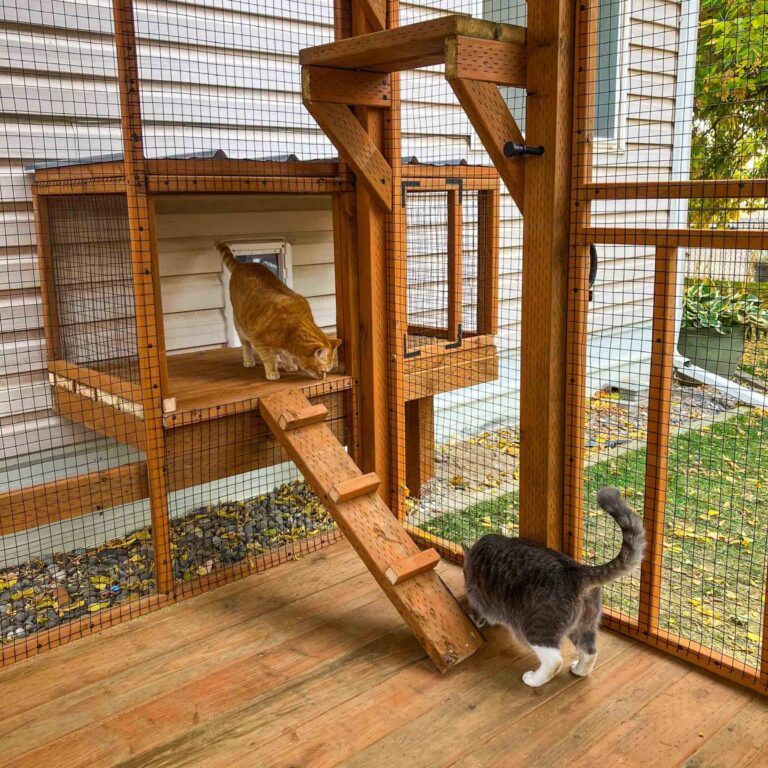 Two cats inside a custom cedar catio, one orange tabby on a mid-level platform near the window access point and one gray and white cat standing on the wood deck floor near the climbing ramp.