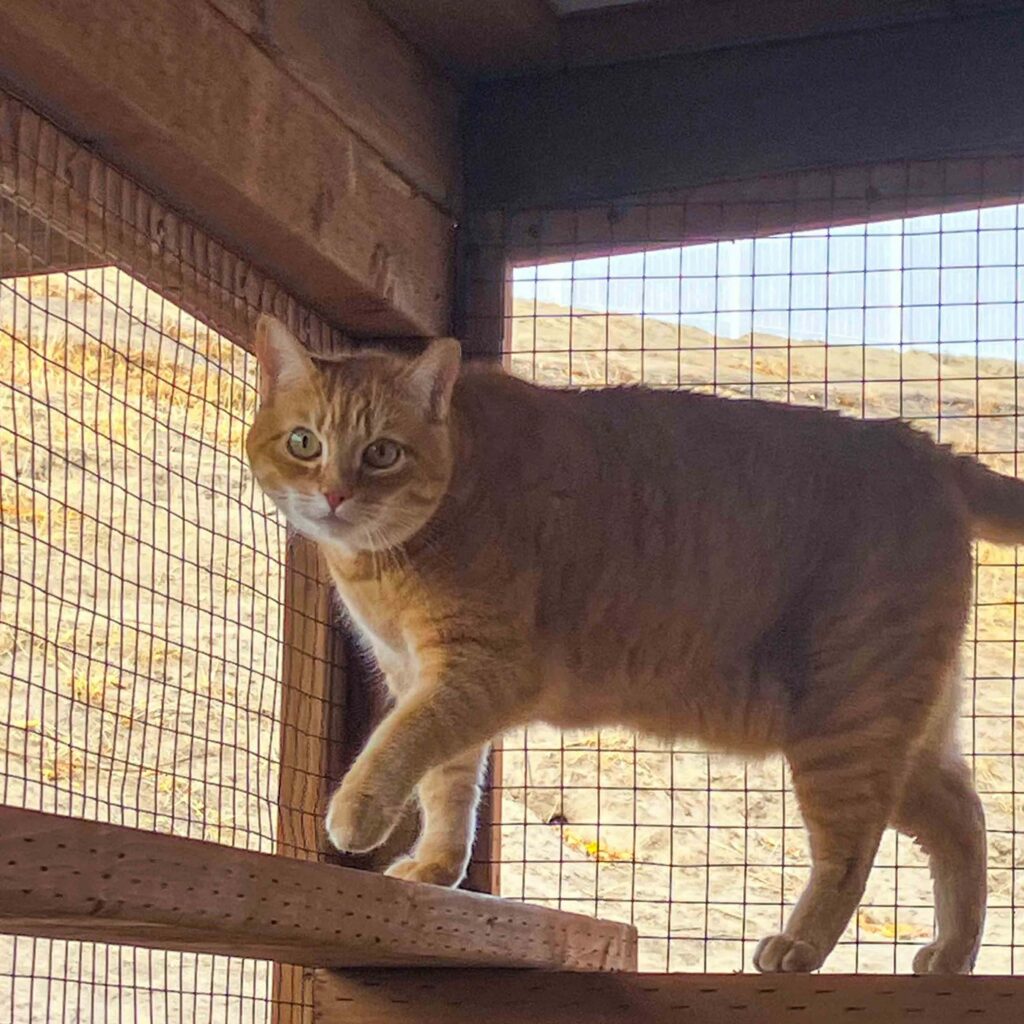 Orange tabby cat walking along an elevated wooden shelf inside a cedar catio, surrounded by wire mesh walls and exposed roof beams.
