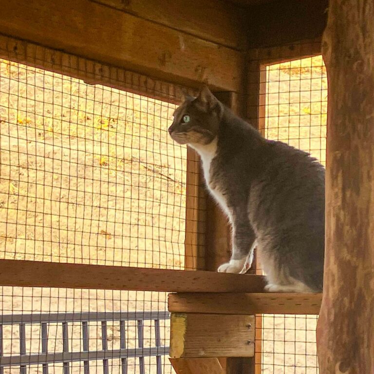 Gray and white cat perched on a wooden shelf inside a fully enclosed cedar catio, gazing through wire mesh panels at the outdoor landscape.