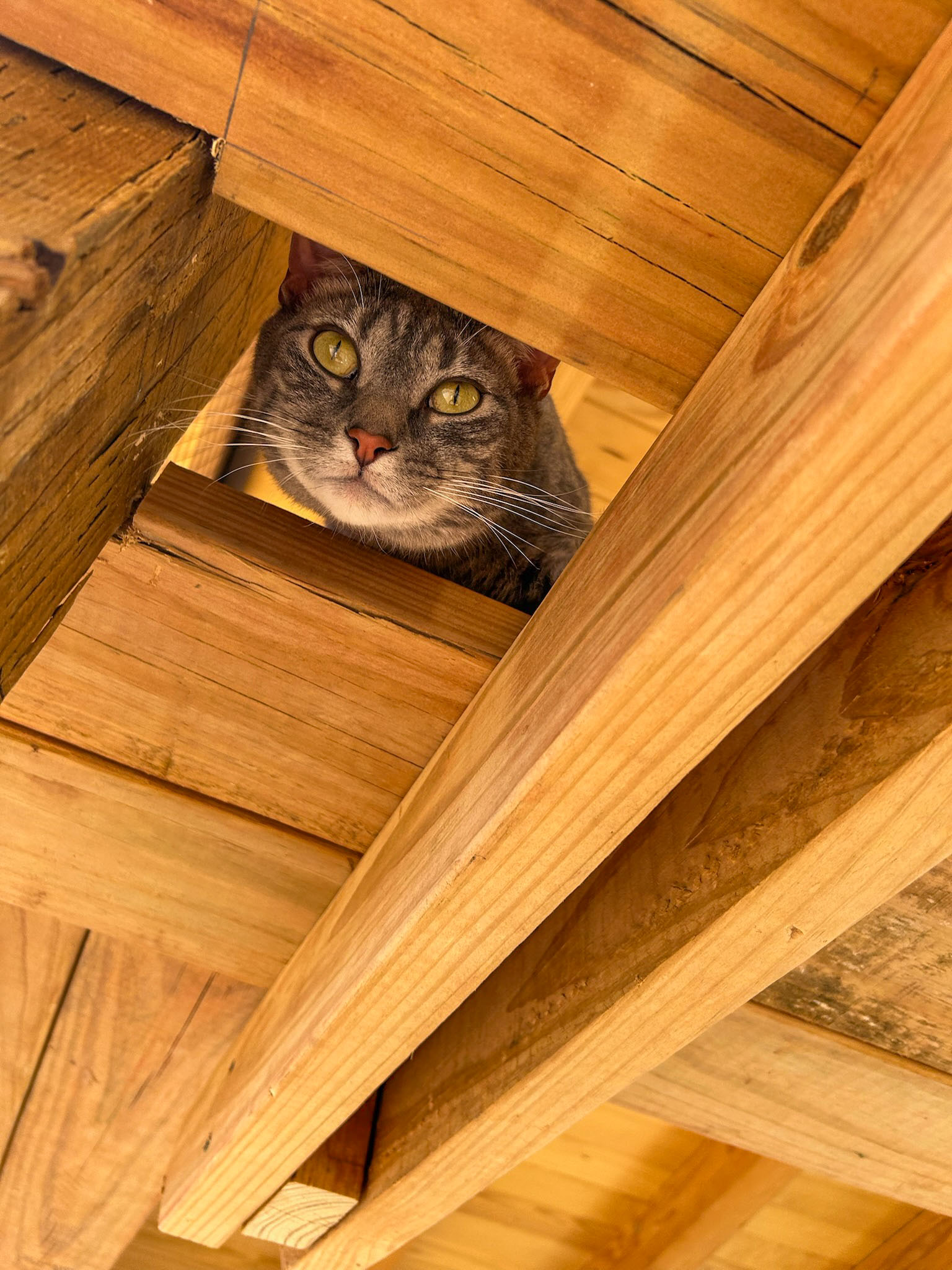 Pueblo Colorado Catio Builds