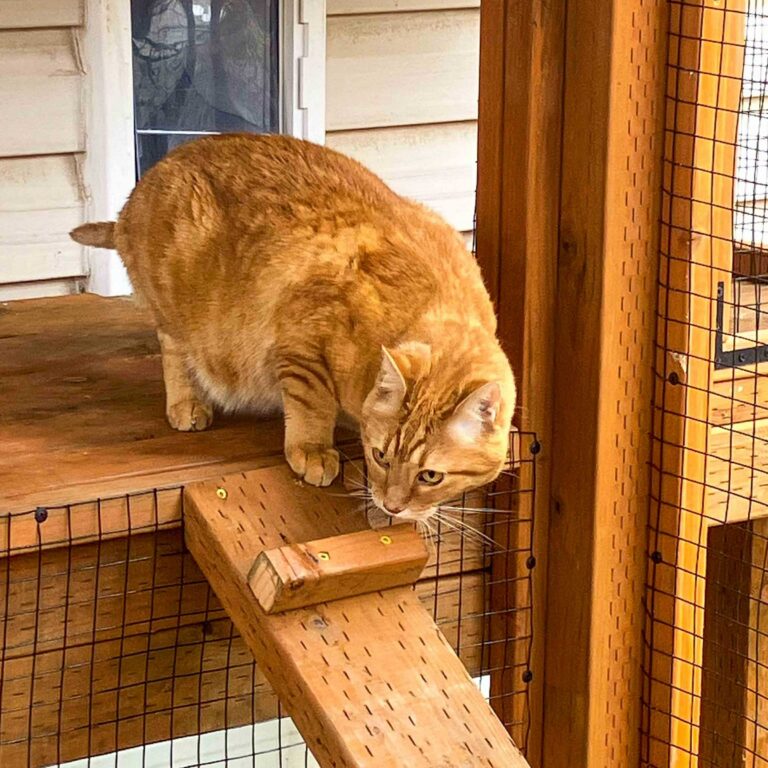 Orange tabby cat standing on a wooden platform inside a custom catio, sniffing near the top of a cedar climbing ramp with traction cleats and enclosed wire mesh walls.