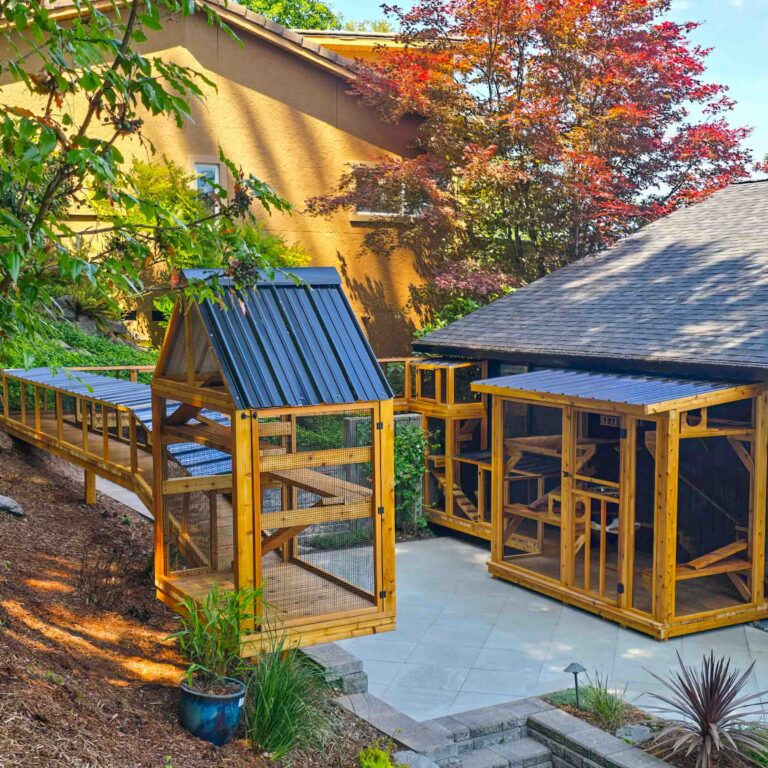 Large multi-structure custom catio system with wooden enclosures, covered roofs, and an elevated connecting cat tunnel bridge surrounded by lush landscaping and trees