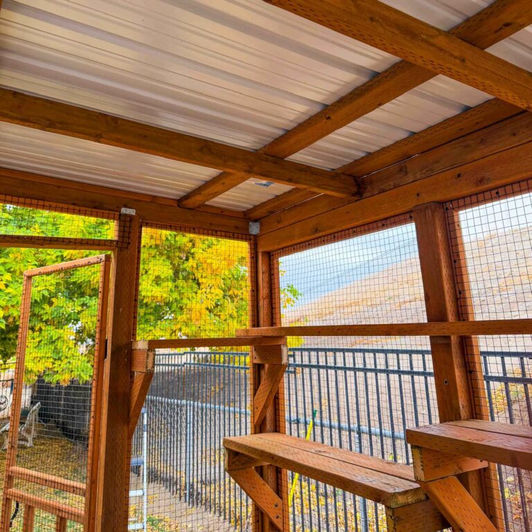 Interior view of a cedar catio roof structure showing exposed wooden beams, secure wire mesh walls, and multi-level shelves beneath a weather-protected slanted roof.