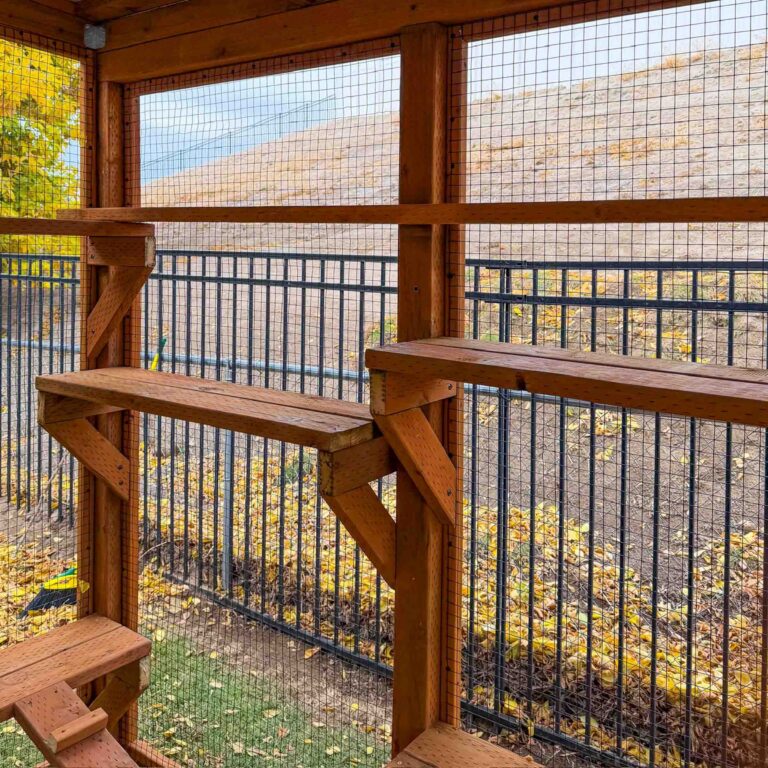 Interior catio wall with multiple cedar perching shelves mounted at different heights, overlooking a fenced backyard through secure wire mesh panels.