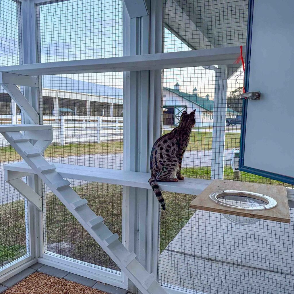 Interior view of a spacious white custom catio with multiple wall-mounted shelves, angled stair steps, and a Bengal cat observing the outdoors through secure mesh panels.