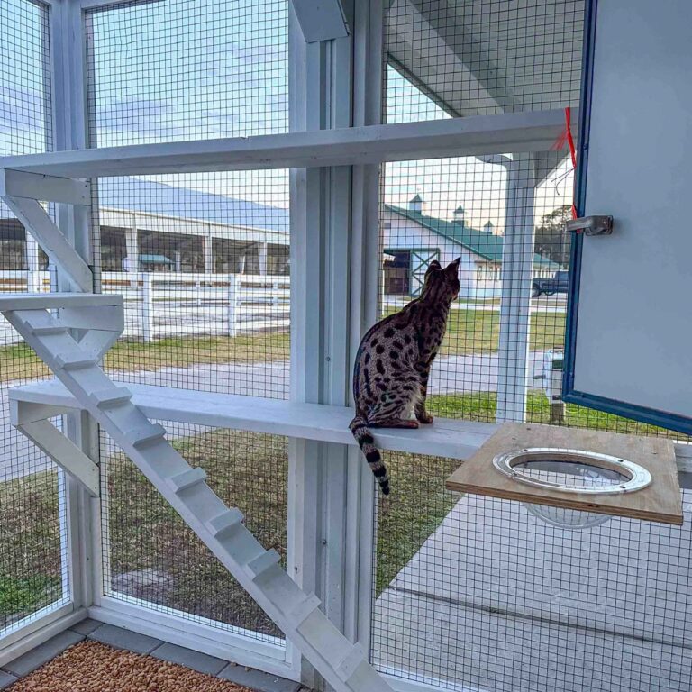 Interior view of a spacious white custom catio with multiple wall-mounted shelves, angled stair steps, and a Bengal cat observing the outdoors through secure mesh panels.
