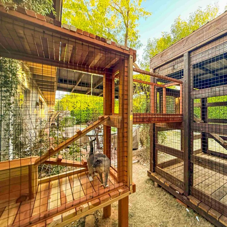 Custom catio with elevated wooden platforms and connecting tunnel, featuring a cat standing inside the enclosure surrounded by wire mesh and shaded outdoor space.