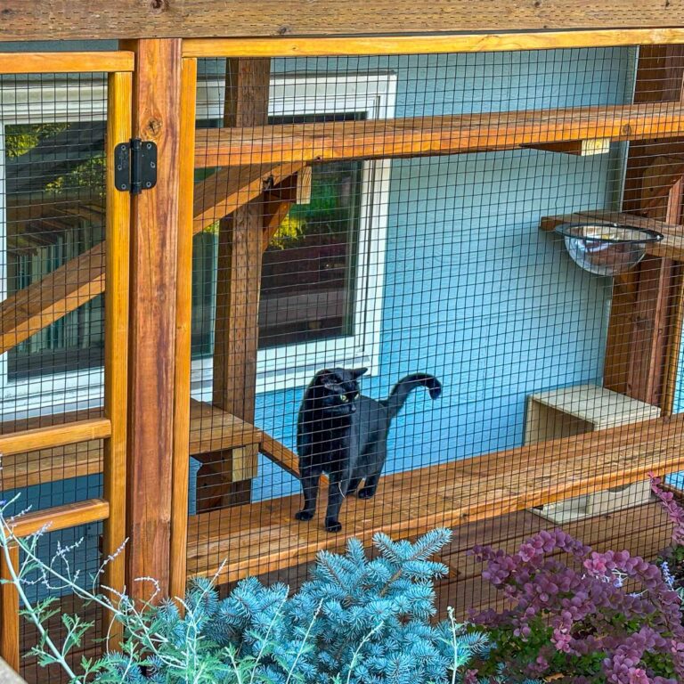 Black cat standing on a wooden platform inside a custom catio with mesh enclosure, surrounded by climbing shelves, a mounted feeding bowl, and decorative plants outside the enclosure.