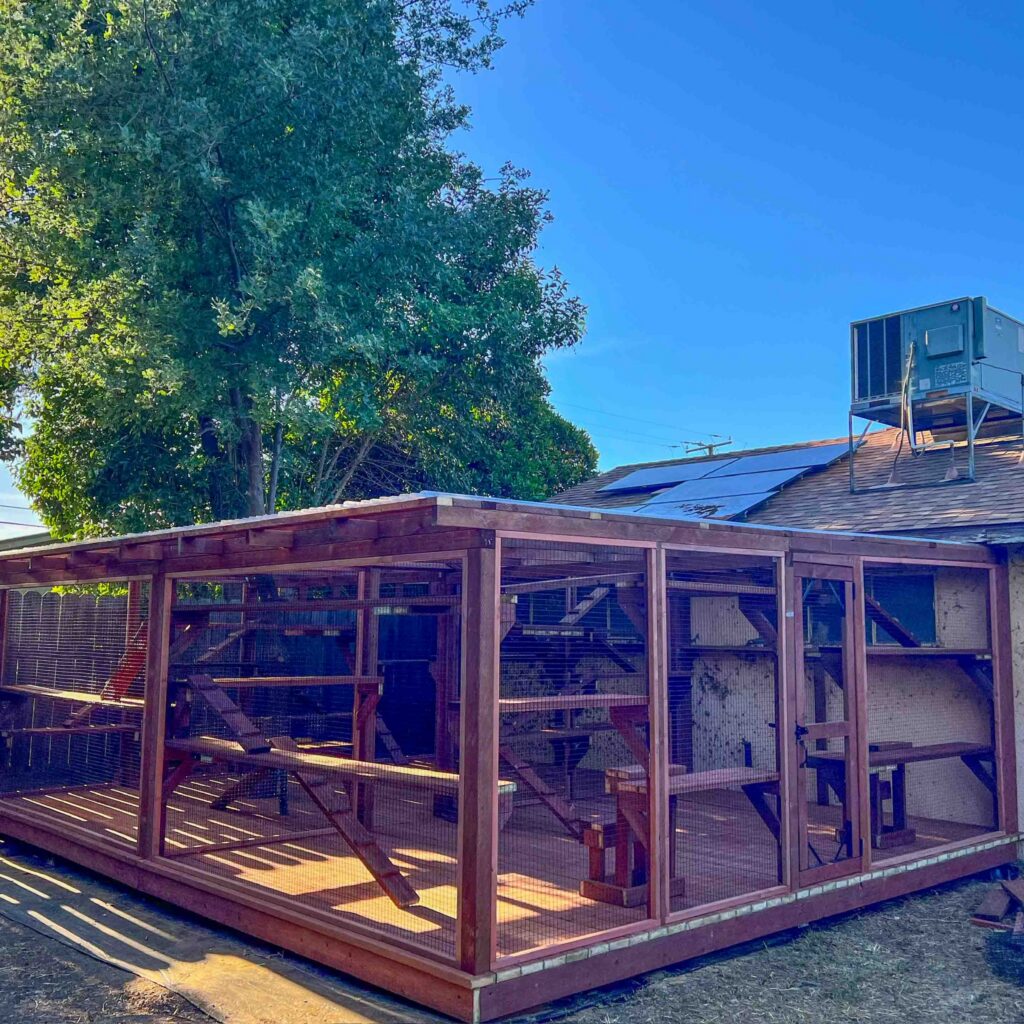 Large custom wooden catio attached to a home in Visalia, CA featuring a flat roof, wire mesh walls, multiple ramps, shelves, and elevated platforms under a clear blue sky