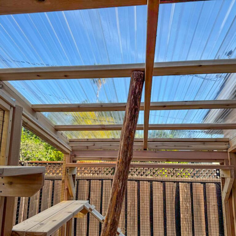 Upward view inside a catio showing a clear corrugated roof, wooden beams, and a vertical natural branch used for climbing.