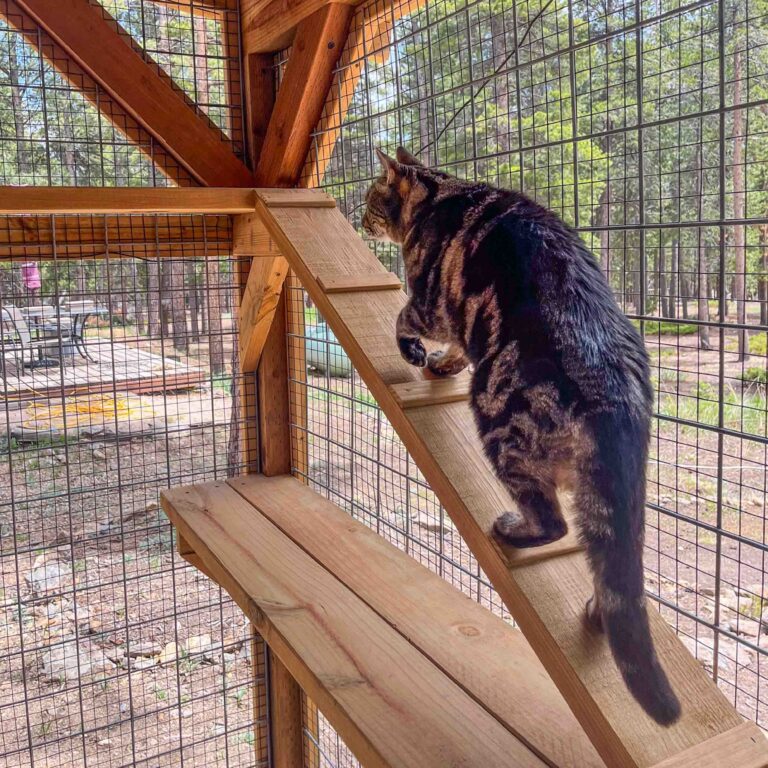 Tabby cat climbing a wooden ramp inside a custom outdoor catio featuring natural wood framing, secure wire mesh walls, elevated cat shelves, and forest views.