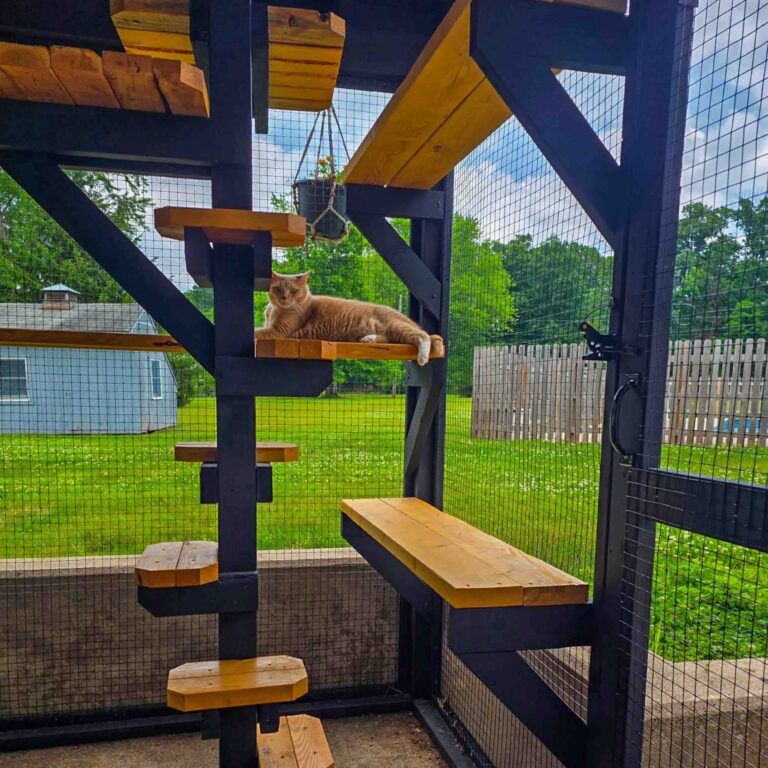 Orange cat lounging on elevated shelf inside a black-framed custom catio with climbing platforms, cat steps, wire mesh walls, and spacious backyard views.