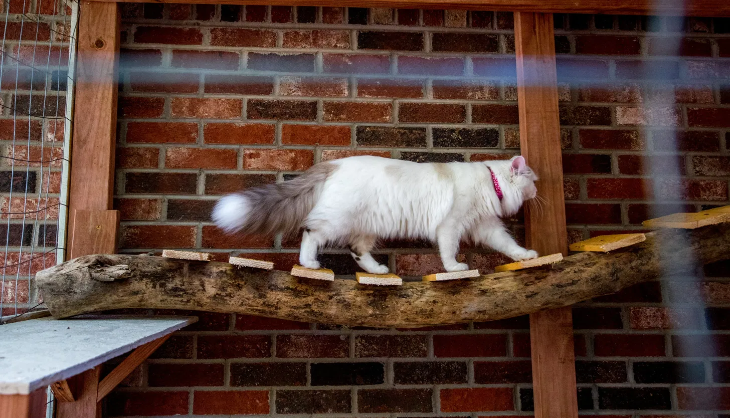 Cat lounging in an elevated outdoor cat house tunnel connecting two catios