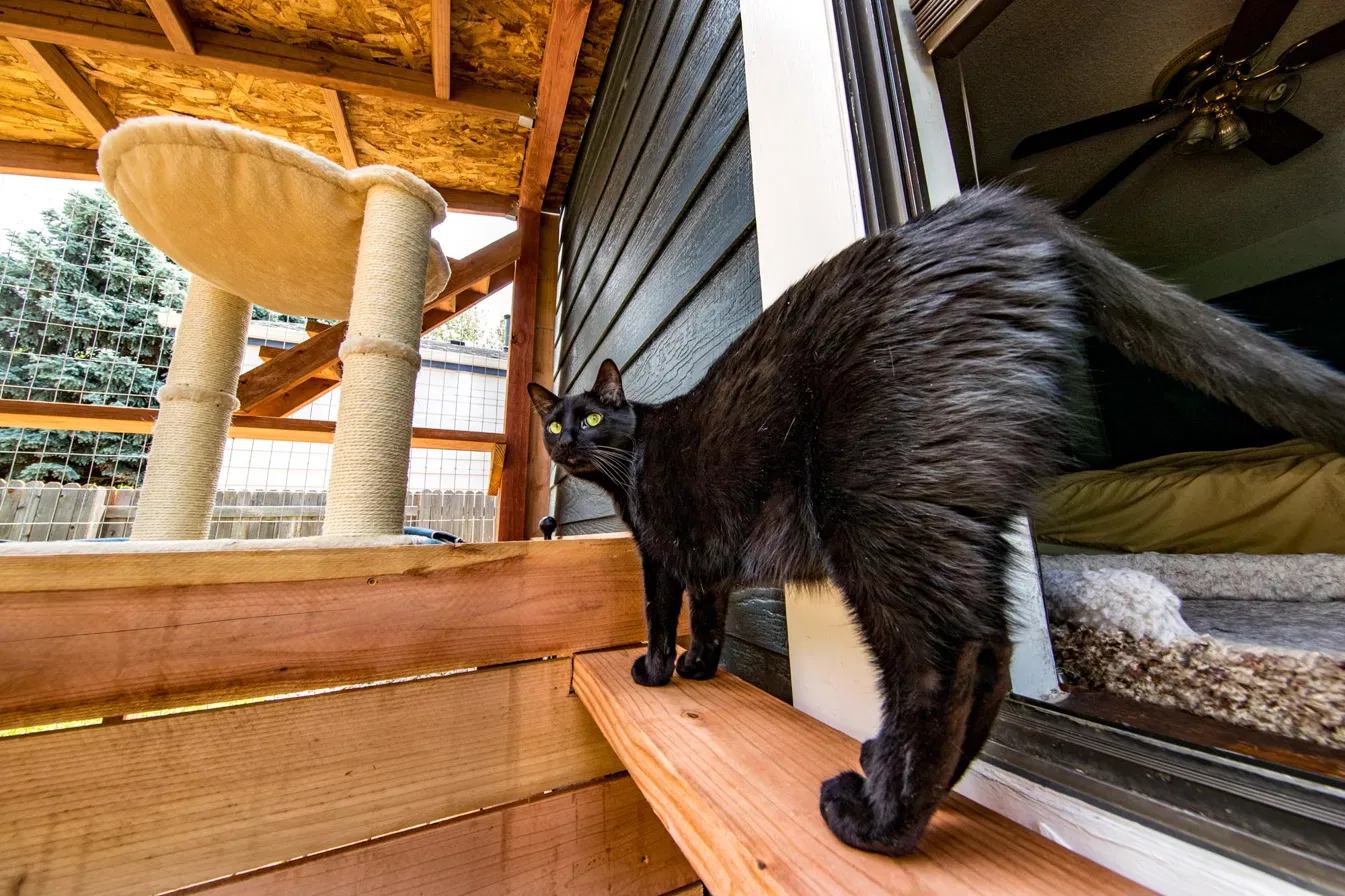 Black cat stepping from a window into a custom outdoor cat enclosure