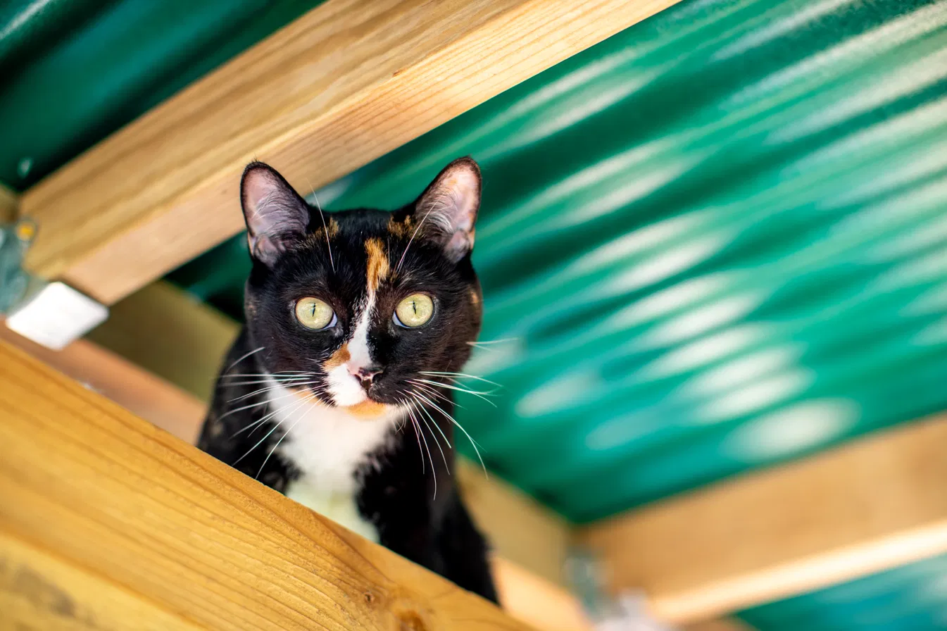 Calico cat peering down from a covered catio catwalk