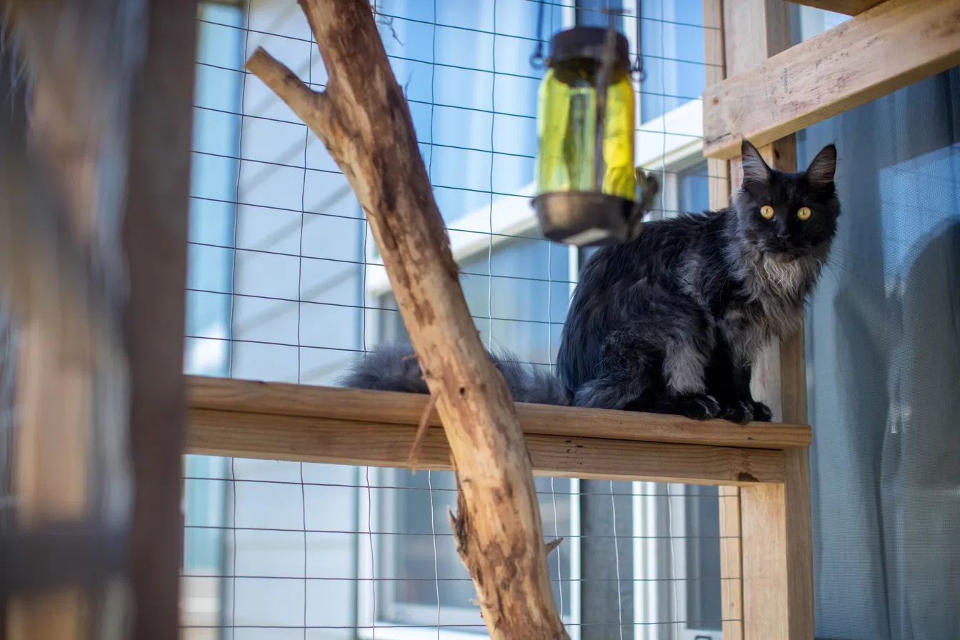 Long-haired cat perched on custom catio shelving