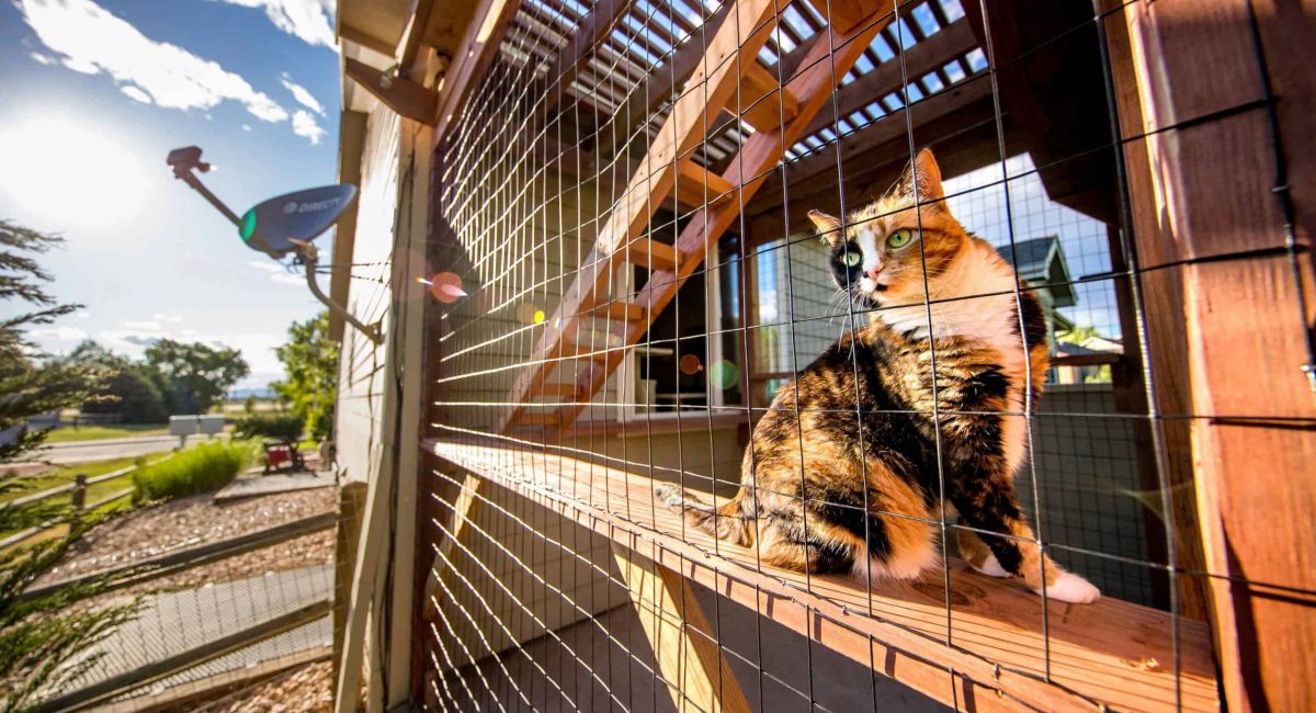 calico cat in catio