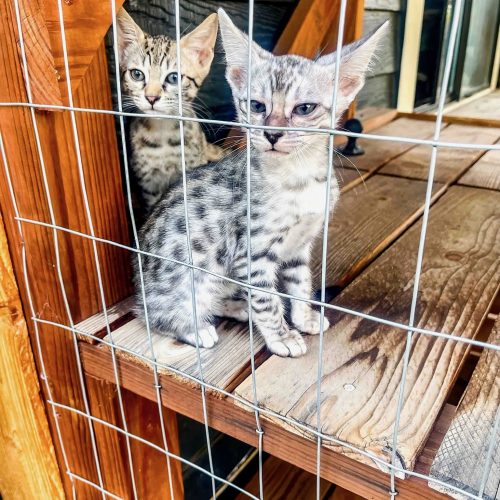 savannah-kittens-in-catio-looking-out-on-cat-shelf-1-2